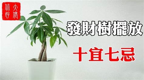 旺旺樹開花風水|發財樹種植｜什麼是發財樹？10 個發財樹種植技巧+新 